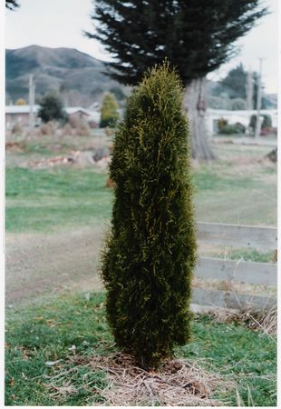 Thuja occidentalis Holmstrup